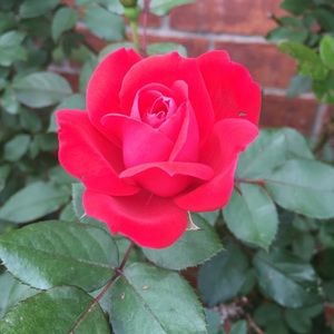 Meet your Posher, Tamla